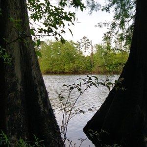 Meet your Posher, Roy